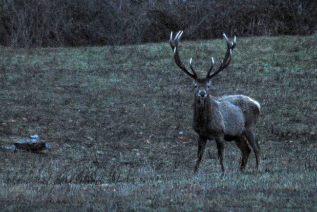 PASSIONE PER IL CERVO
